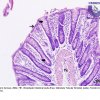 1.c. Tecido Epitelial Glandular - Glândula Tubular Simples - Intestino Grosso - 200x